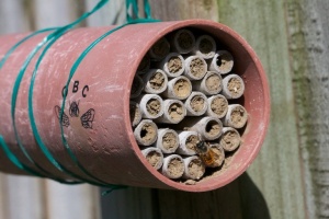 7 cm bee nest with red mason bee